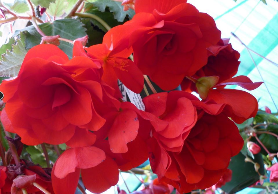 B. ‘Peter Champion’